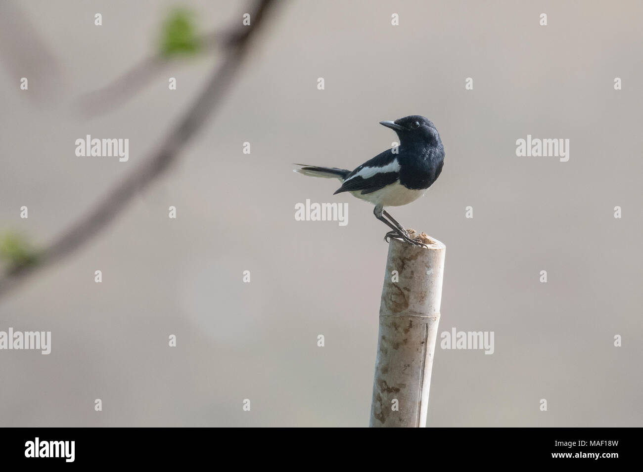 Oriental  Magpie Robin Perched on a Branch Stock Photo