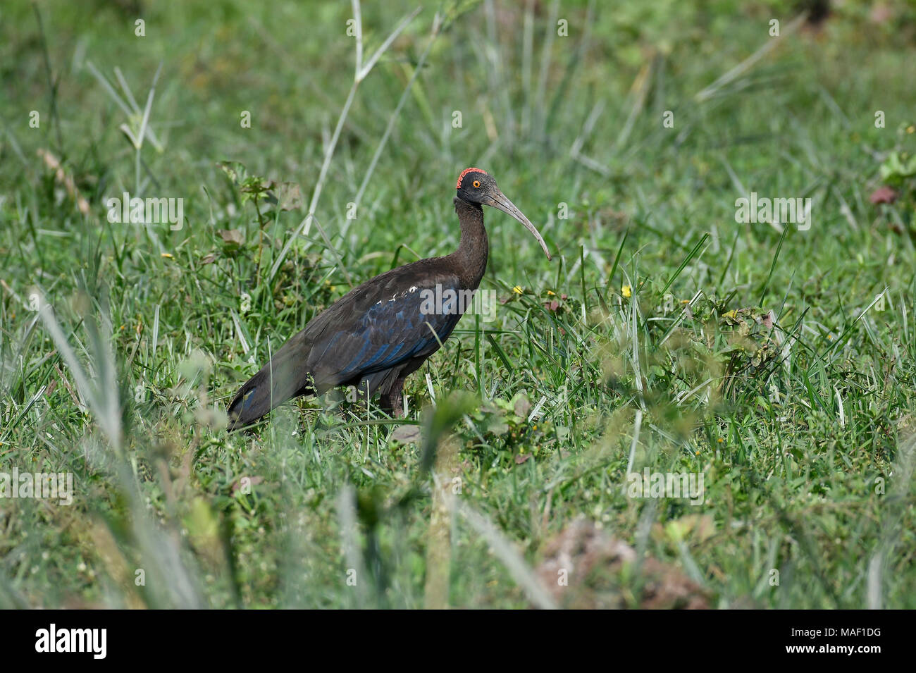 Bird: Red Naped Ibis Searching for Food in Wetland Stock Photo