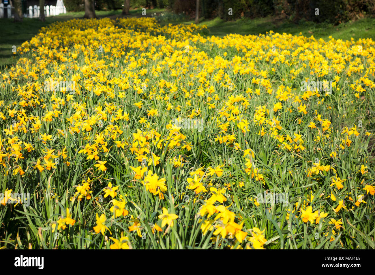 Spring blooming perennials hi-res stock photography and images - Alamy