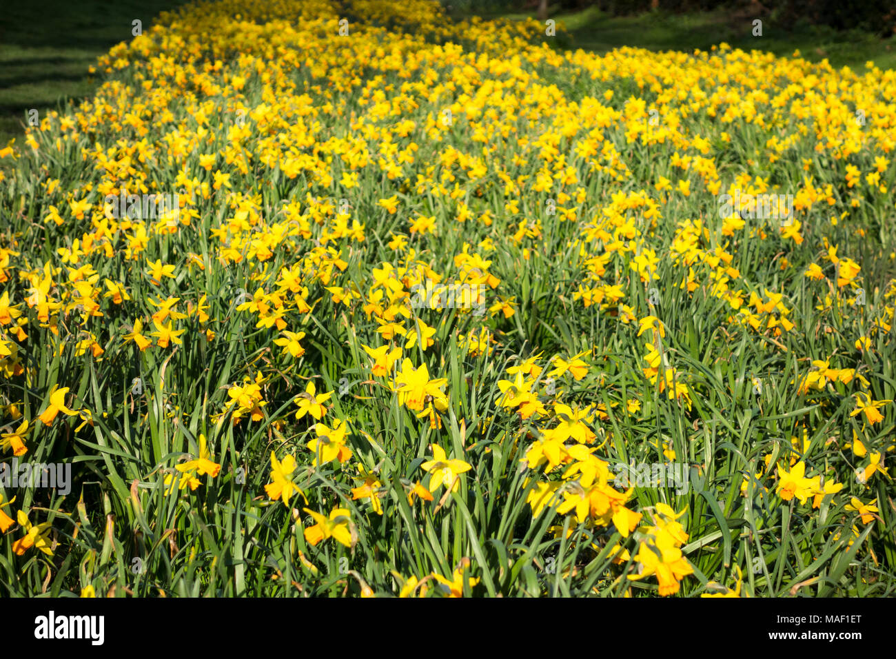 Seasons first daffodils hi-res stock photography and images - Alamy