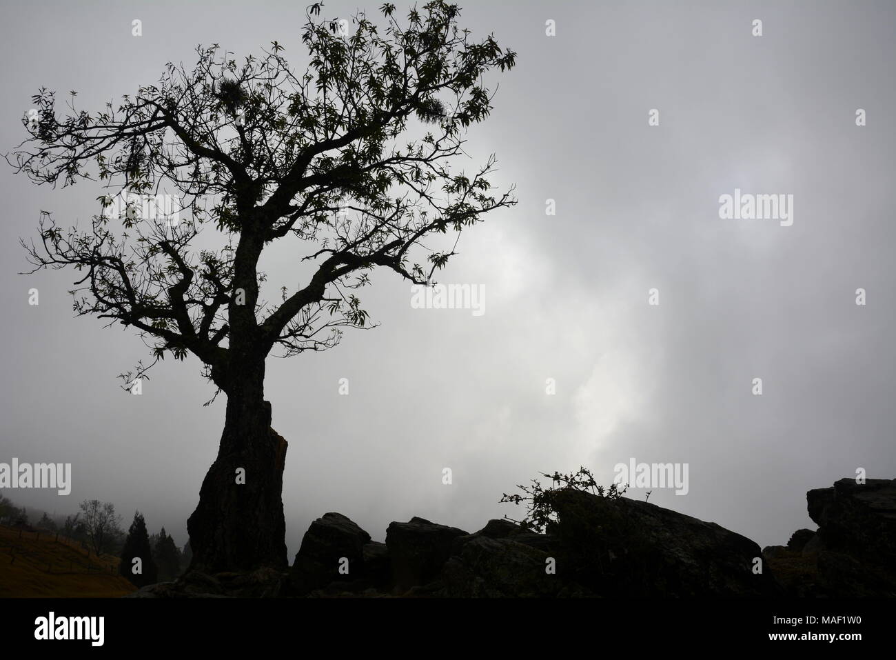 Tree silhouetted against low cloud Stock Photo - Alamy