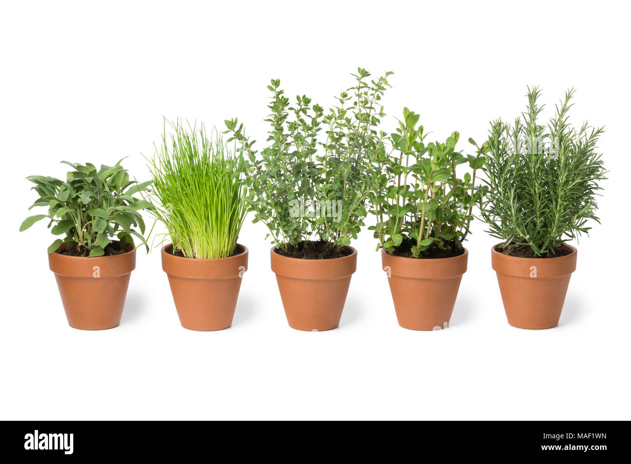 Row of brown terra cotta pots with fresh green kitchen herbs, sage,mint,rosemary,oregano and chives isolated on white background Stock Photo