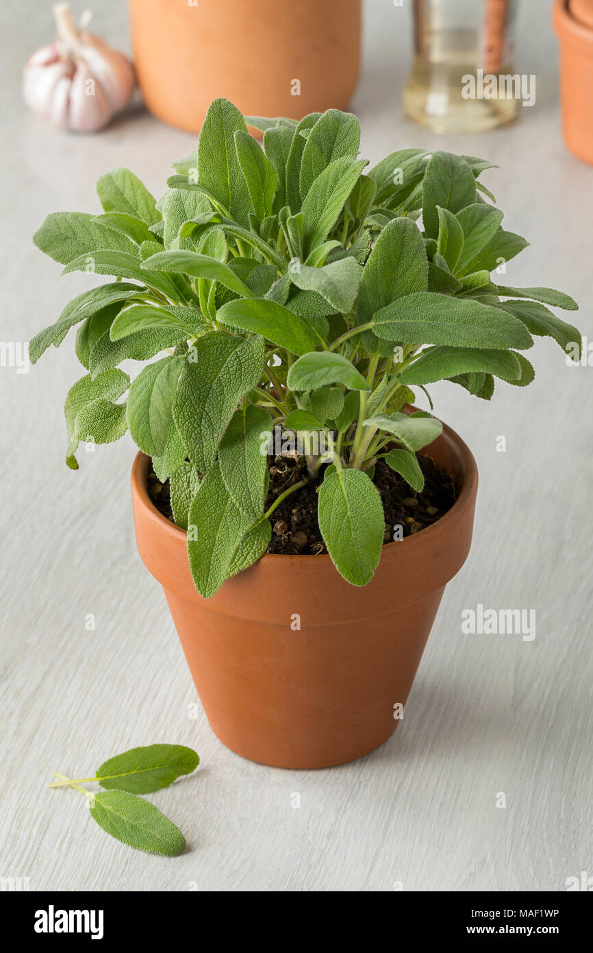 Terra cotta  pot with fresh green sage Stock Photo