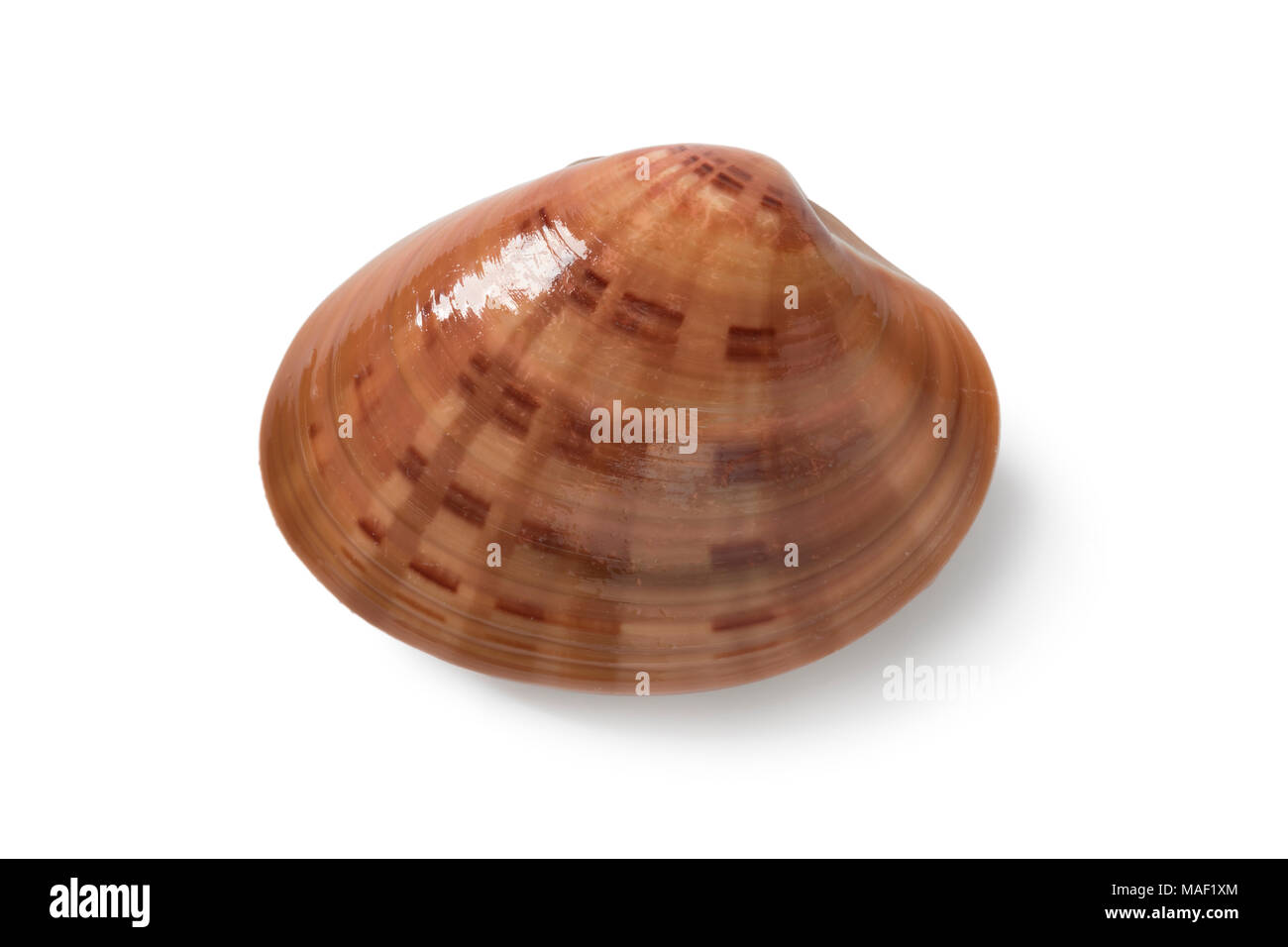 Single fresh raw closed smooth clam on white background Stock Photo