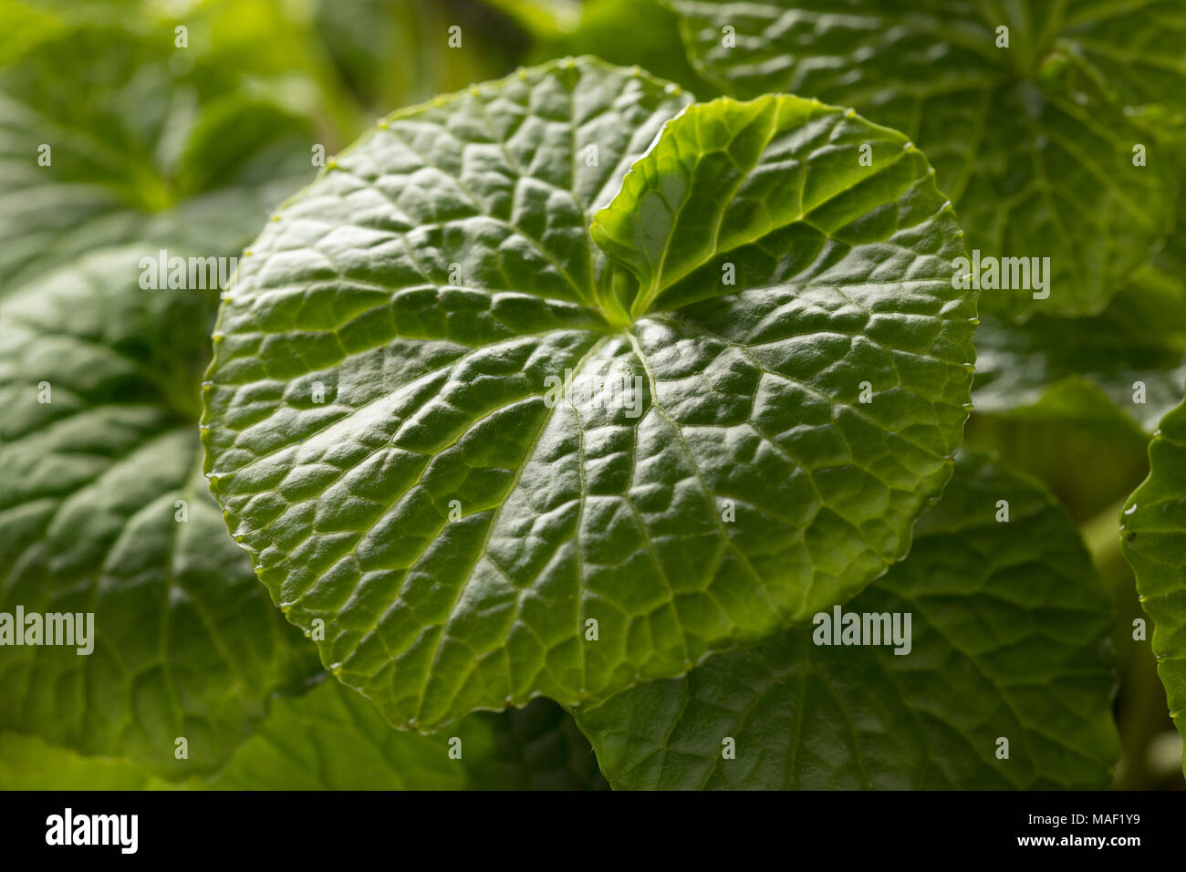 Fresh green leaf of a wasabi plant close up Stock Photo