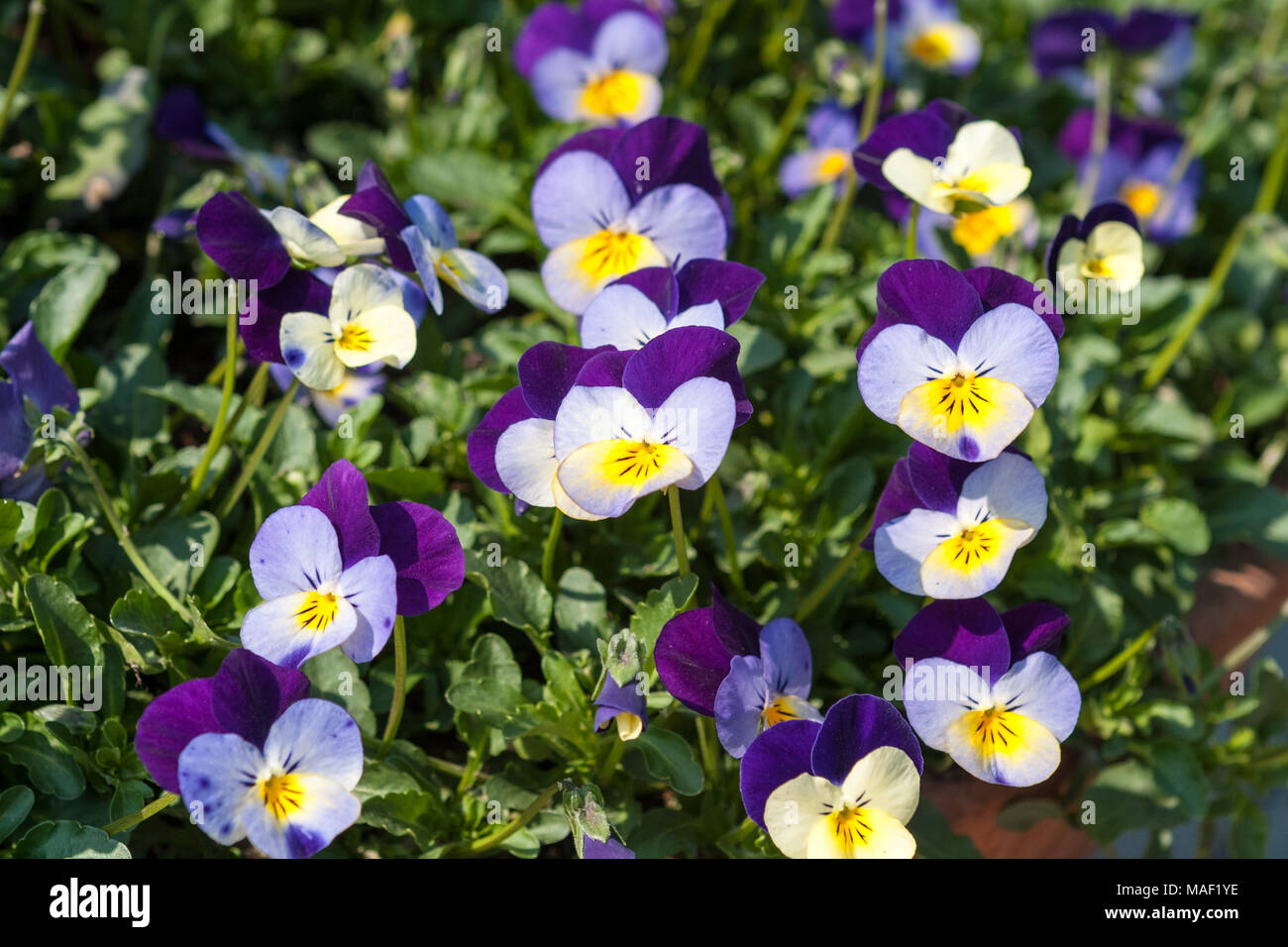 Heartsease, Styvmorsviol (Viola tricolor) Stock Photo