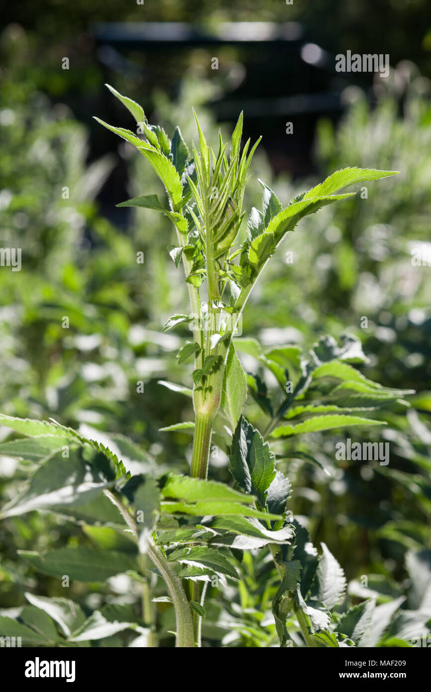 Jaffa scabious, Jättevädd (Cephalaria joppensis) Stock Photo