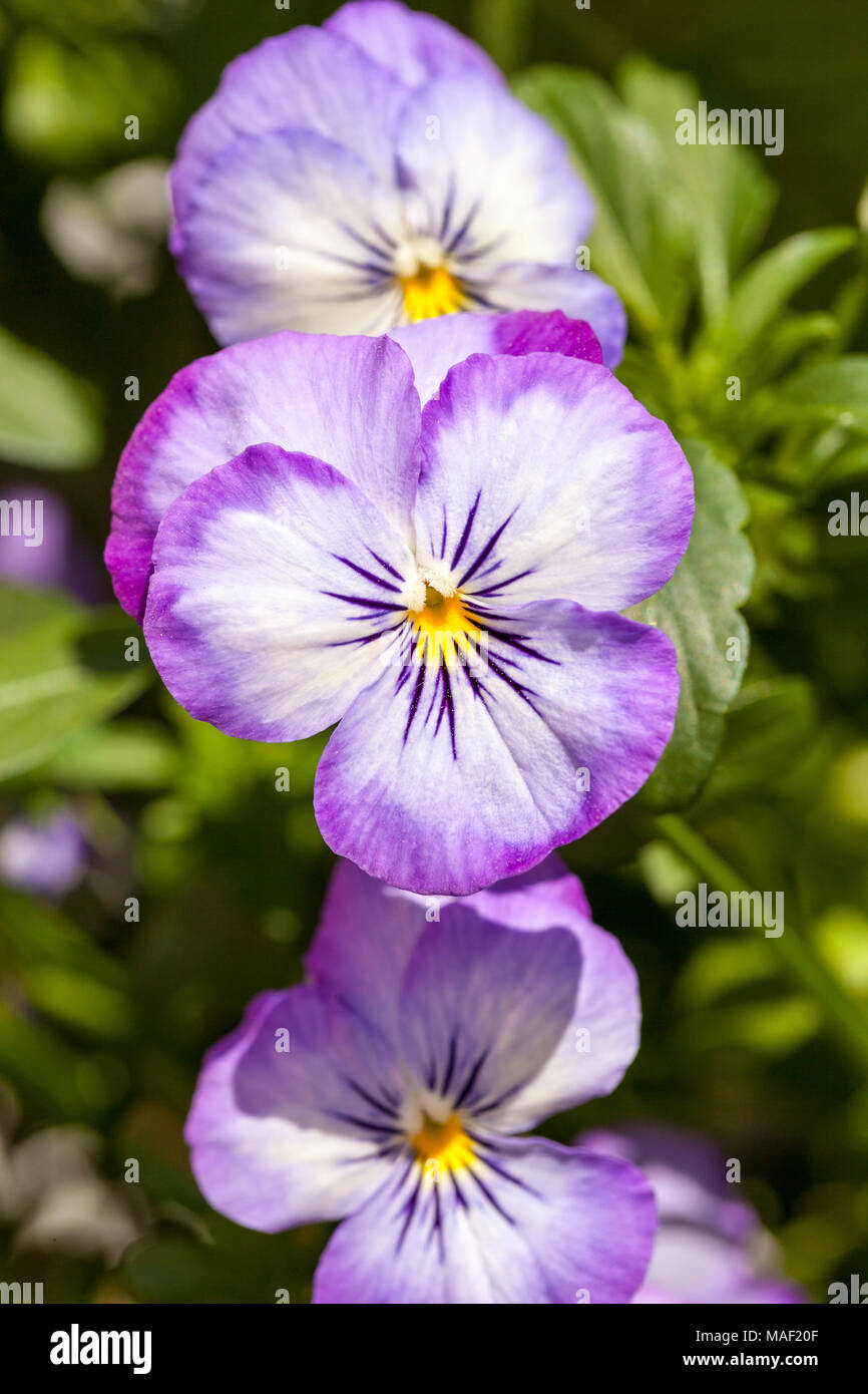 Heartsease, Styvmorsviol (Viola tricolor) Stock Photo