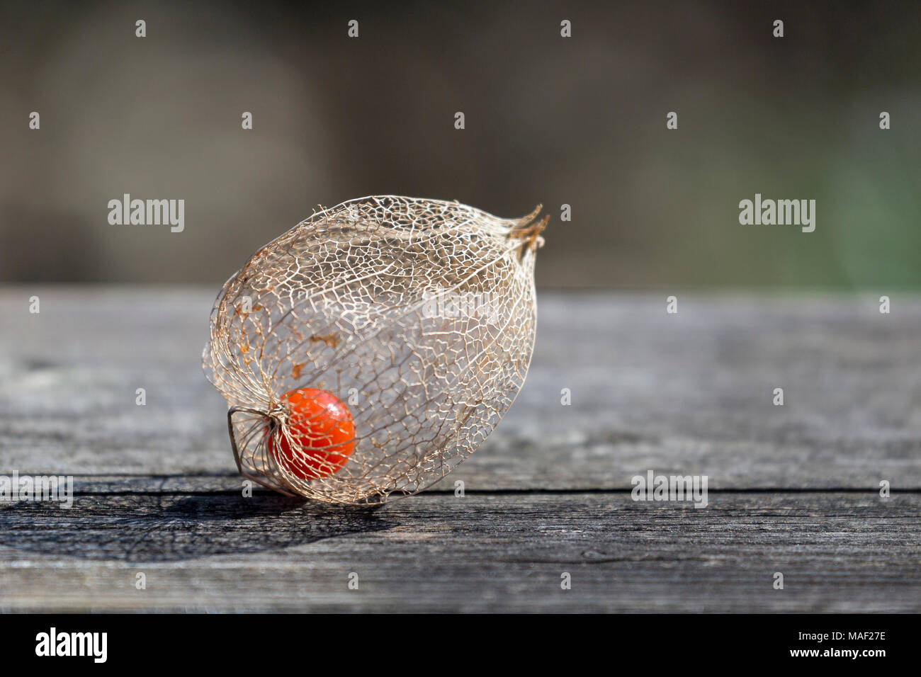 decorative physalis berry drying in the sun in autumn Stock Photo