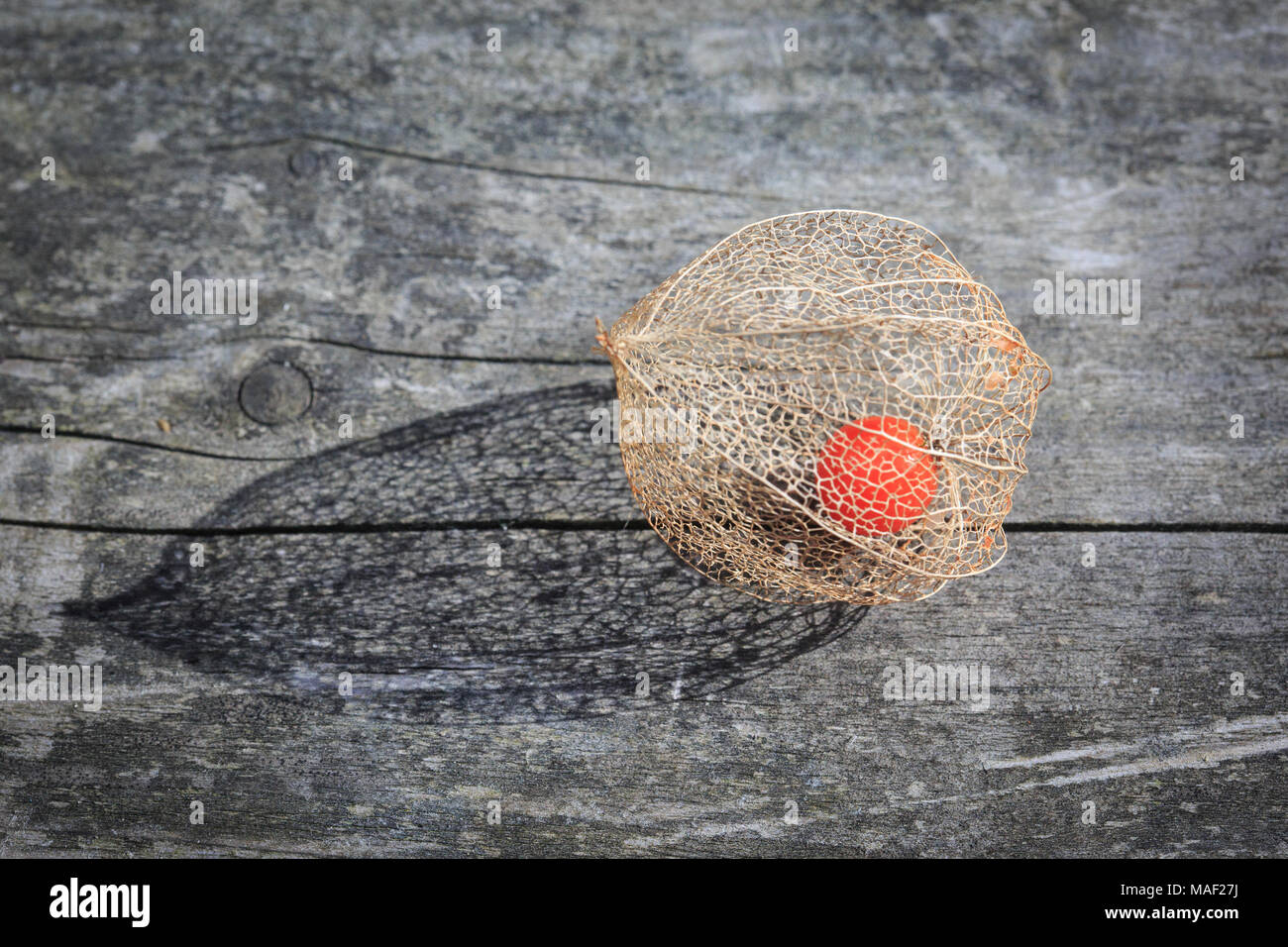 decorative physalis berry drying in the sun in autumn Stock Photo