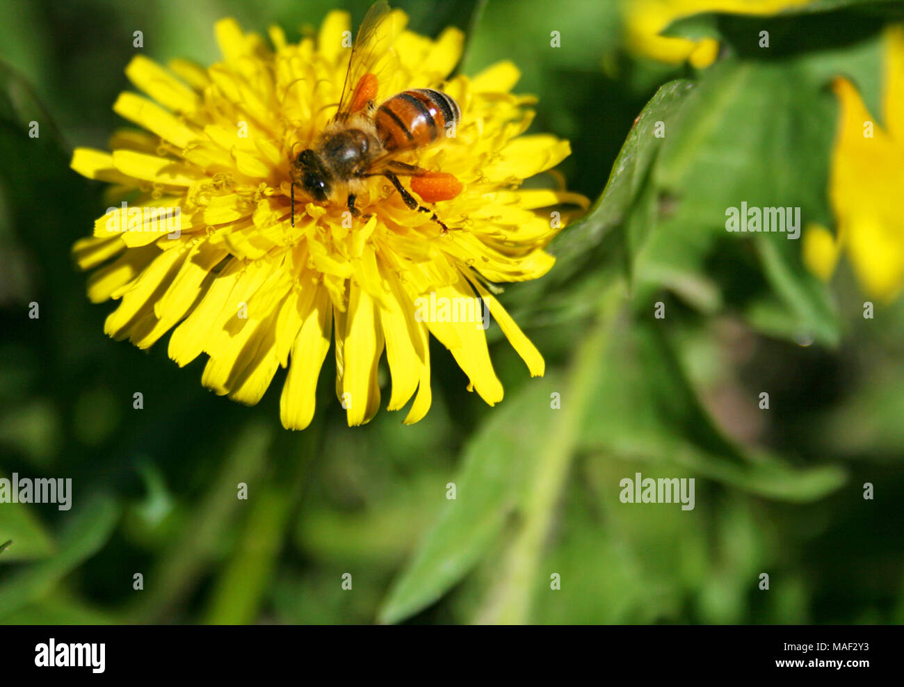 Close-up of bee pollinating yellow flower, dandelion in a green grass field in spring Stock Photo