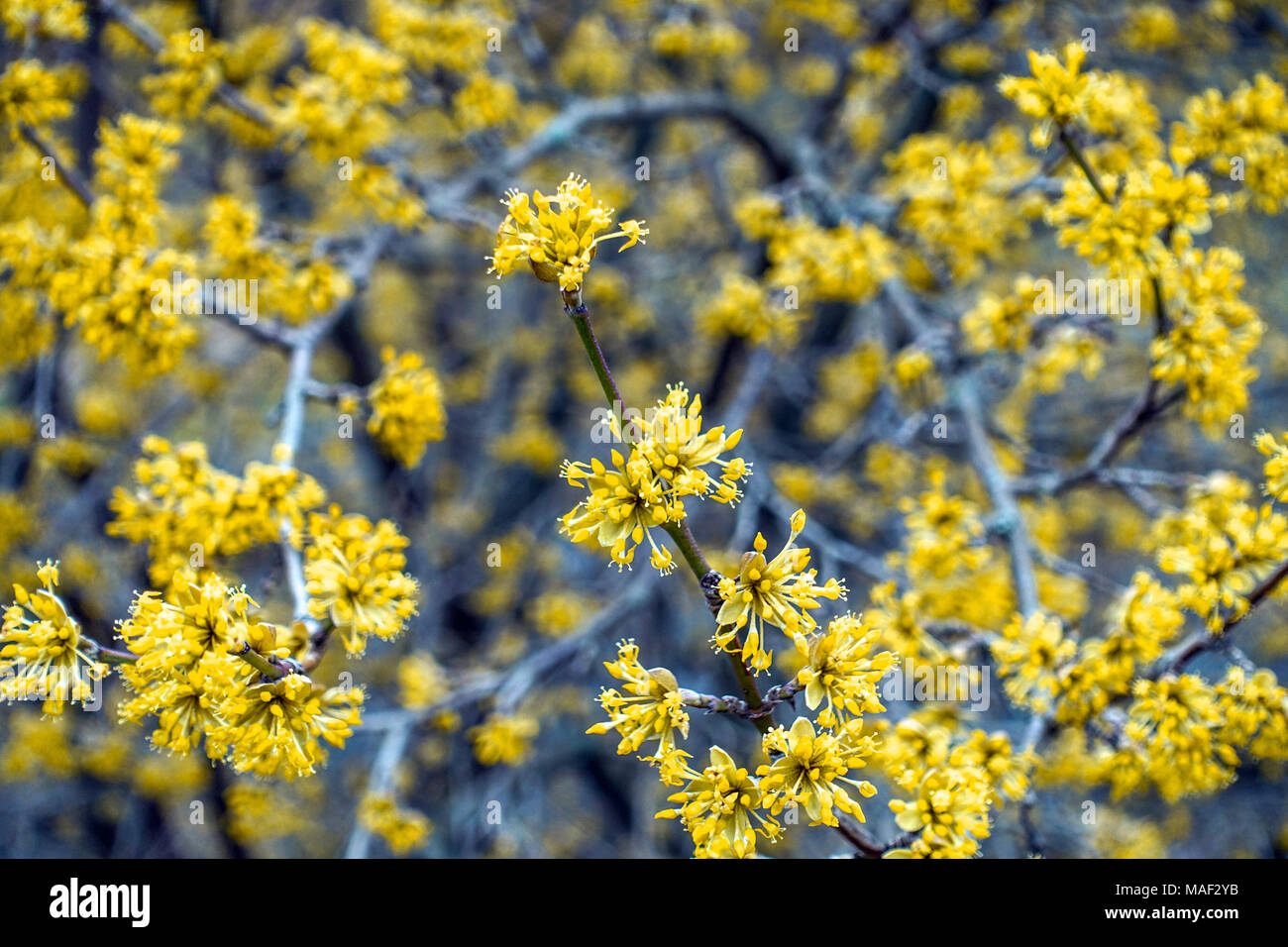 Cornelian cherry, Cornus mas 