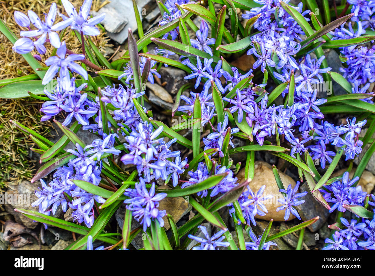 Scilla bifolia, Alpine squill ground cover plants Stock Photo - Alamy