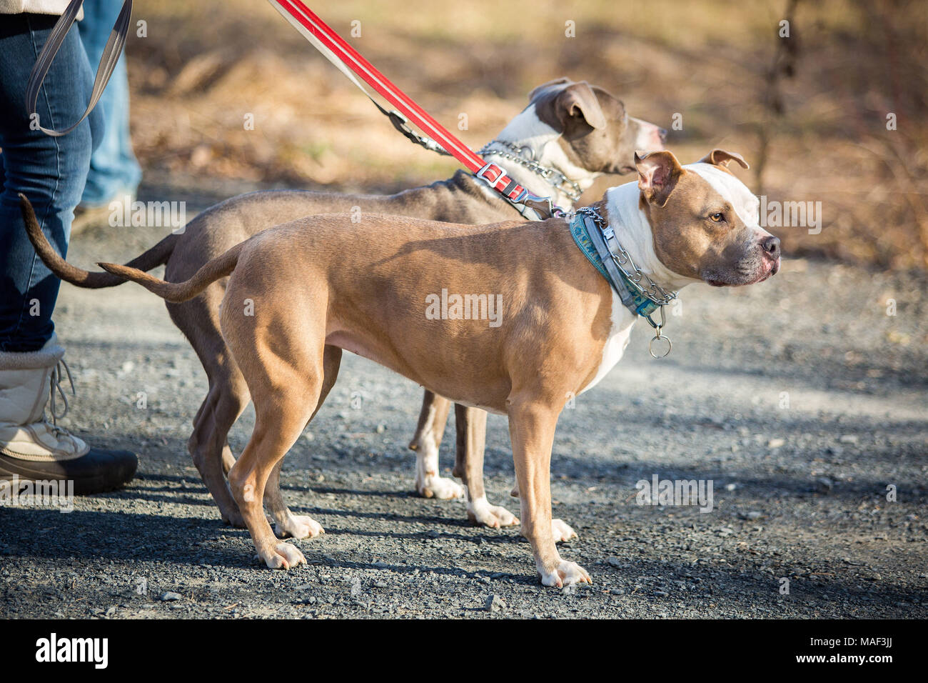 dog walking outside on leash day job routine Stock Photo Alamy