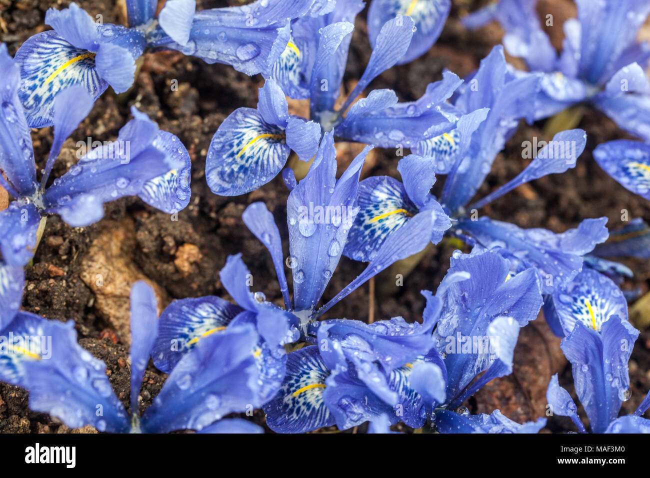 Iris reticulata ' Lady Beatrix Stanley ', Dwarf irises, blue blossoms drops Stock Photo