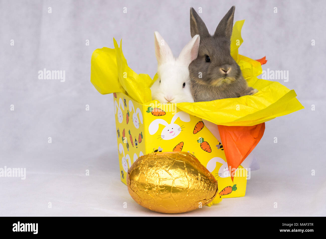 Happy Easter Bunnies Stock Photo Alamy