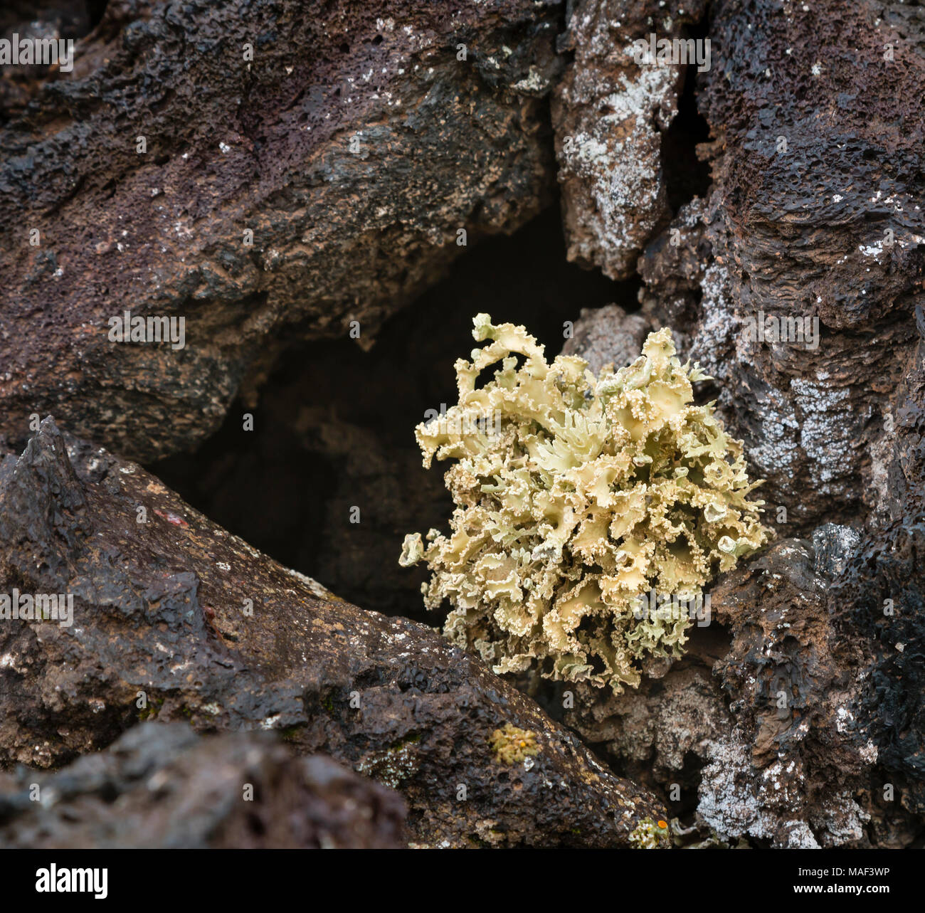 Fresh lichen plant growing on the lava soil of Lanzarote, Spain Stock