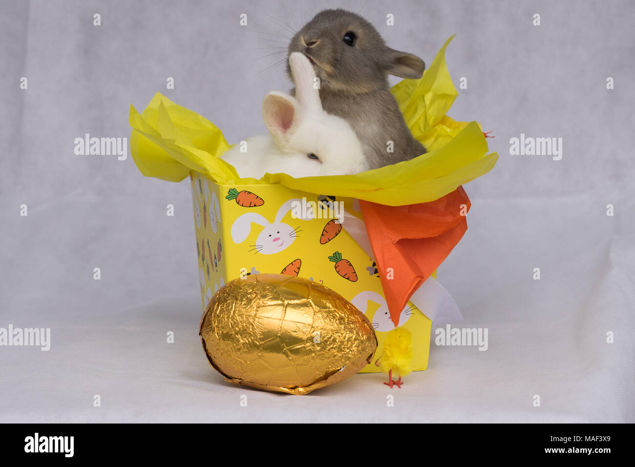 Happy Easter Bunnies Stock Photo