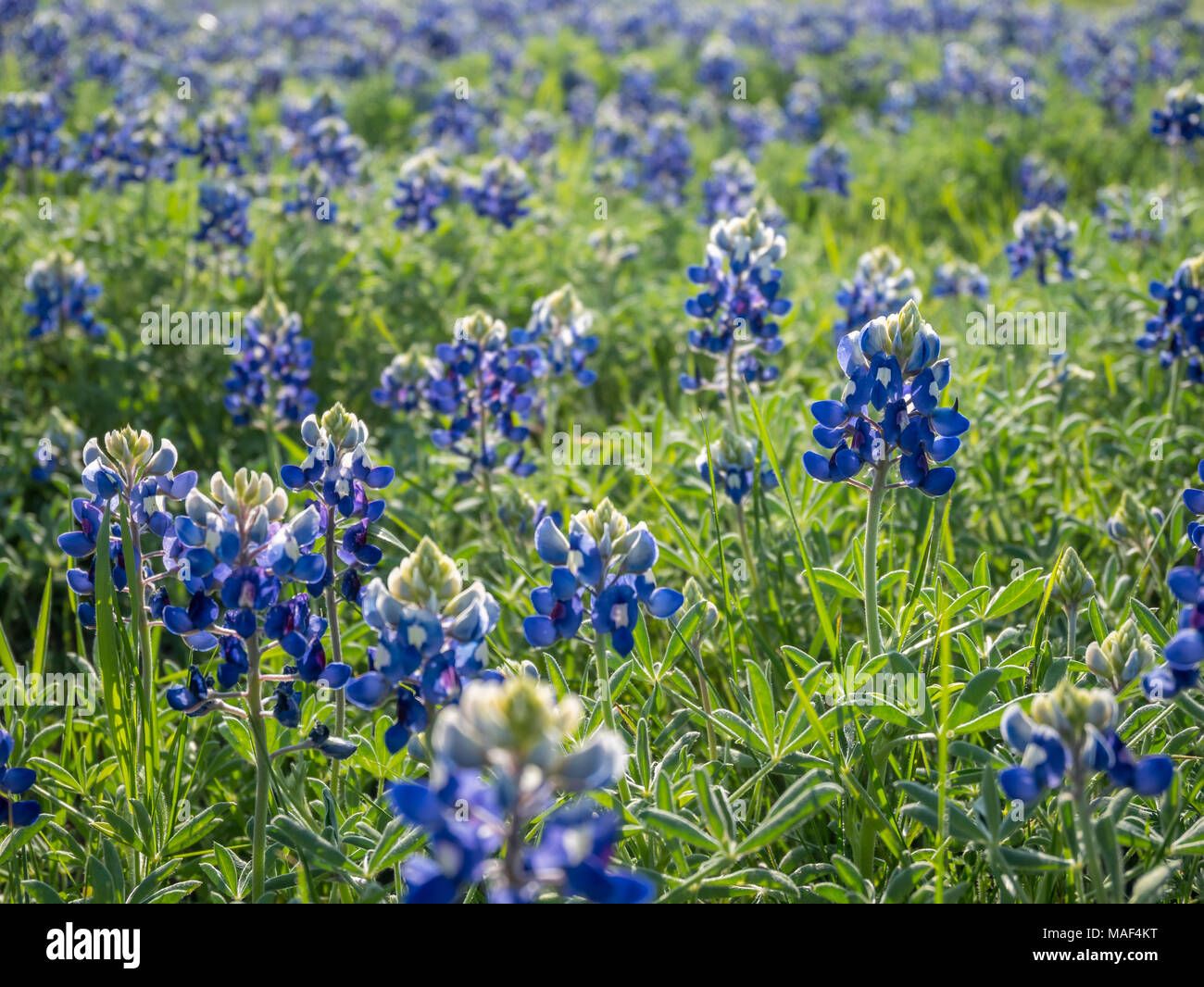 Close up View of Texas Bluebonnet with the clear silluette Stock Photo