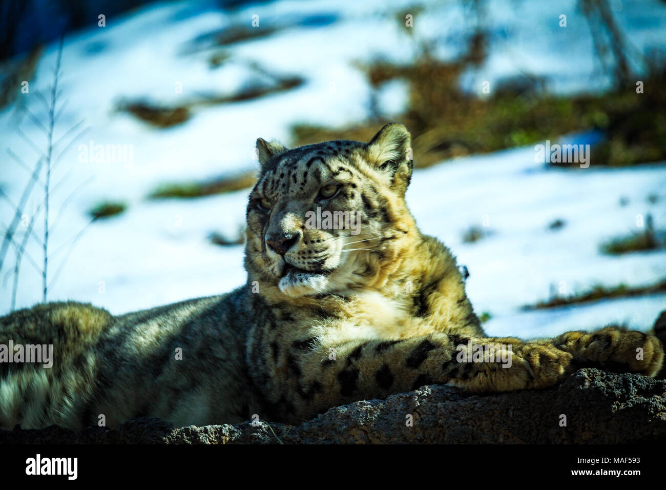 Asian Spotted Leopard Hi Res Stock Photography And Images Alamy