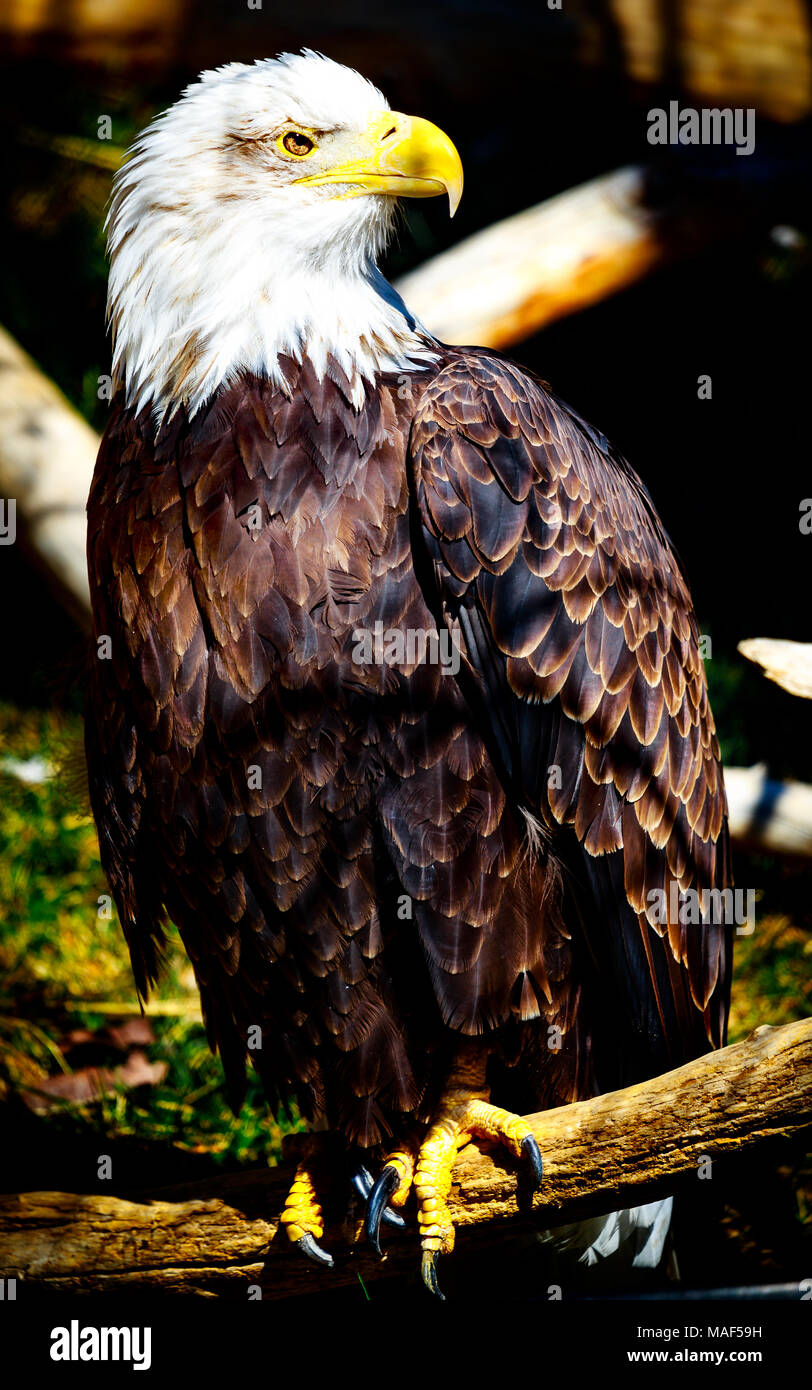 Captive American bald eagle Stock Photo Alamy