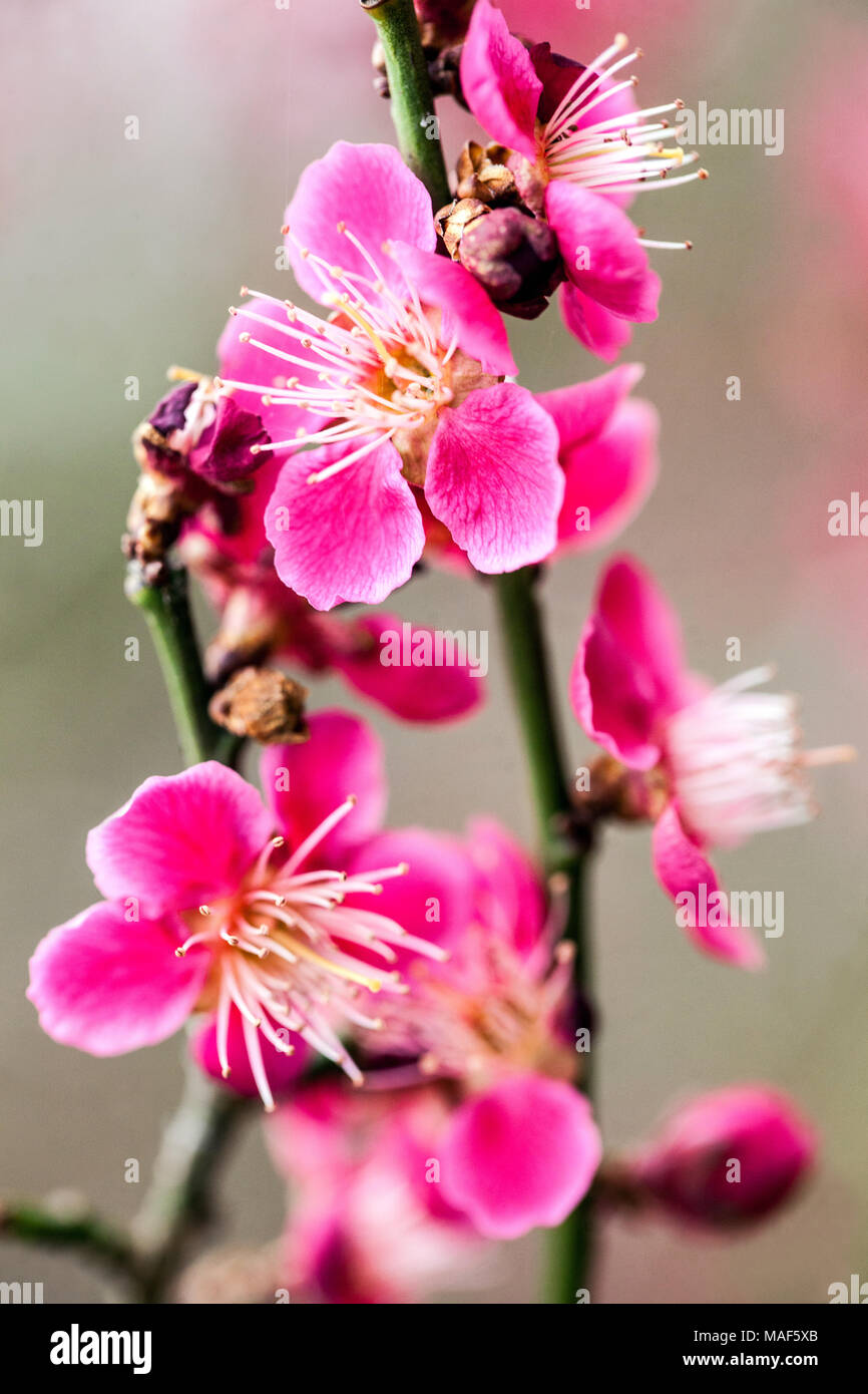 Japanese Apricot Tree High Resolution Stock Photography and Images Alamy