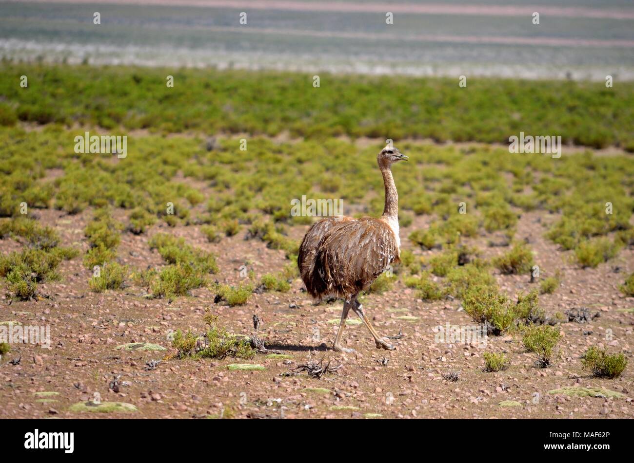 Ñandu (rhea americana) Bolivia, southamerica Stock Photo