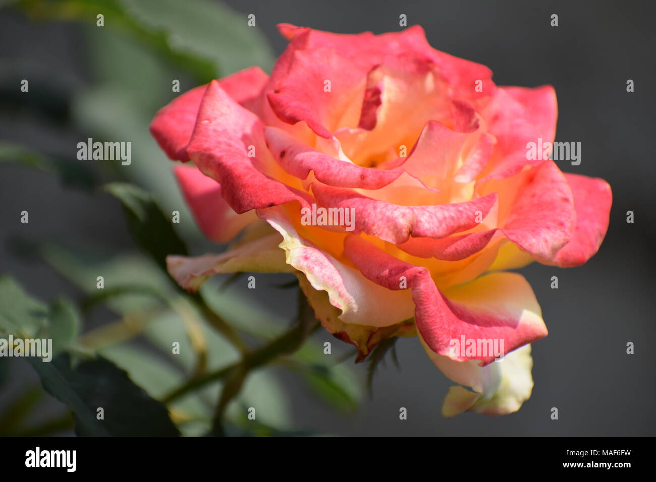 Why the rose does not bloom: the causes and their elimination 41 Why the rose does not bloom: the causes and their elimination 64