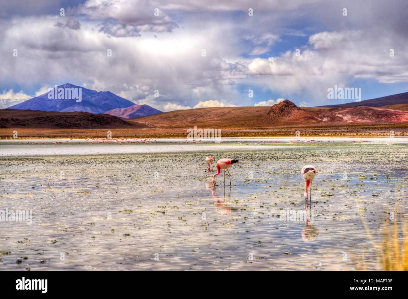 Altiplano Lagoon in Bolivia, Southamerica Stock Photo