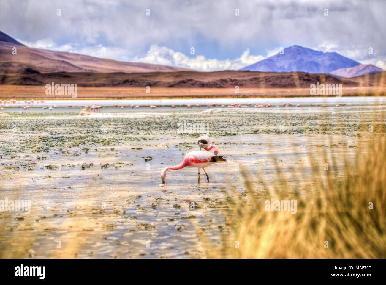 Altiplano Lagoon in Bolivia, Southamerica Stock Photo