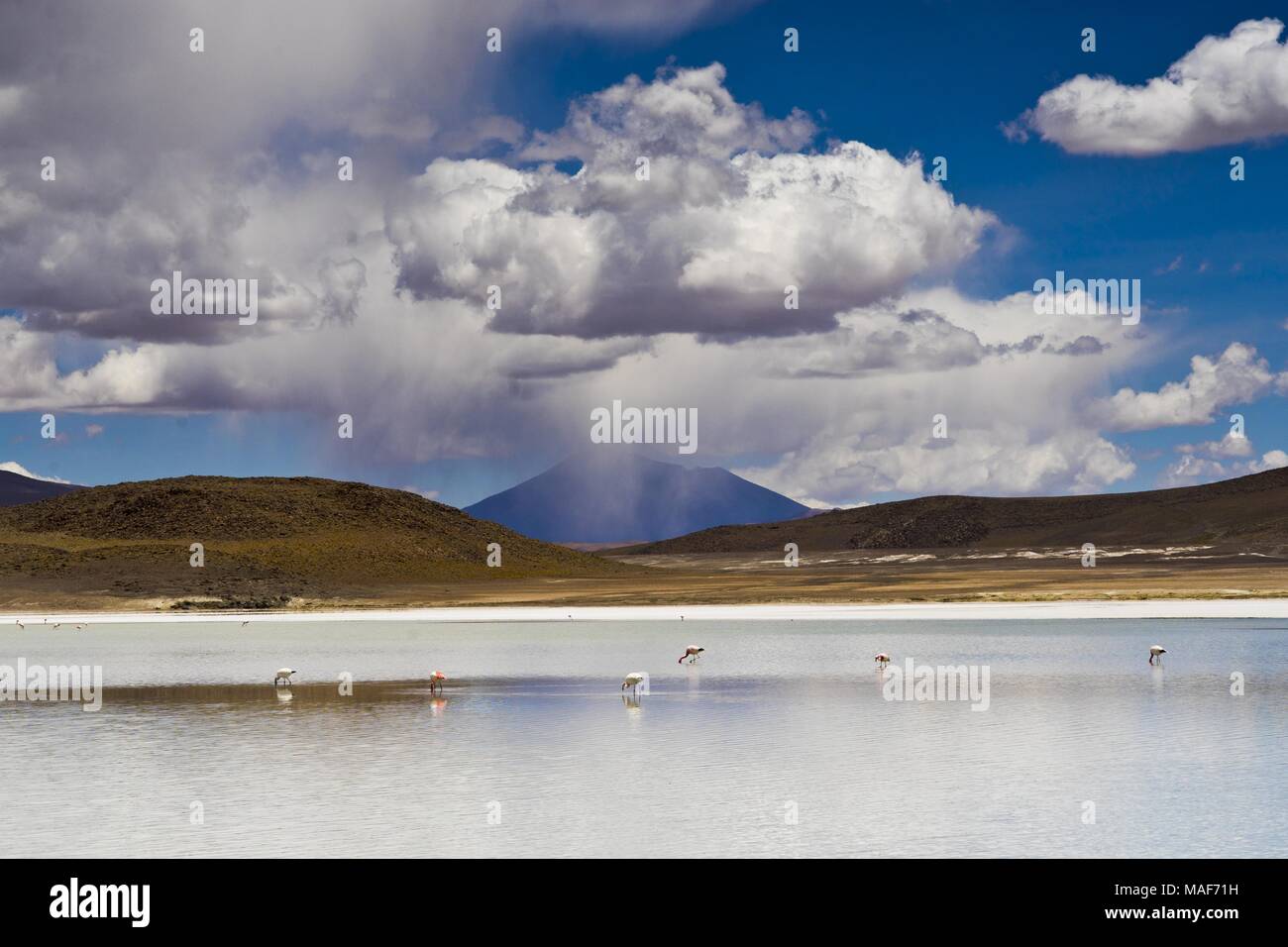 Altiplano Lagoon in Bolivia, Southamerica Stock Photo