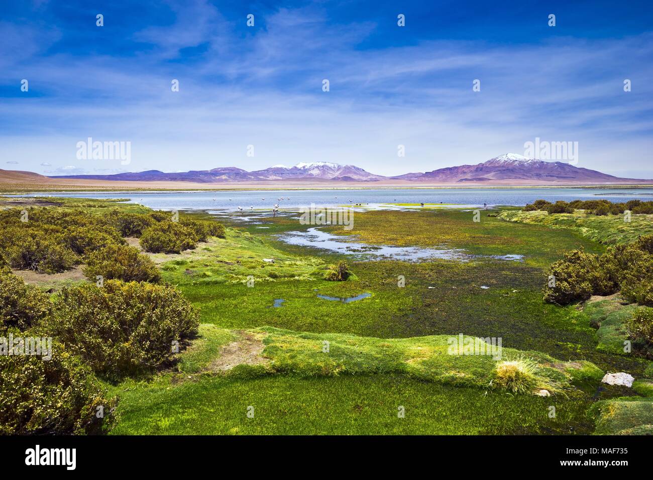 Salar de Tara in Chile, a tyical altiplano salt lake in the dry Atacama region Stock Photo