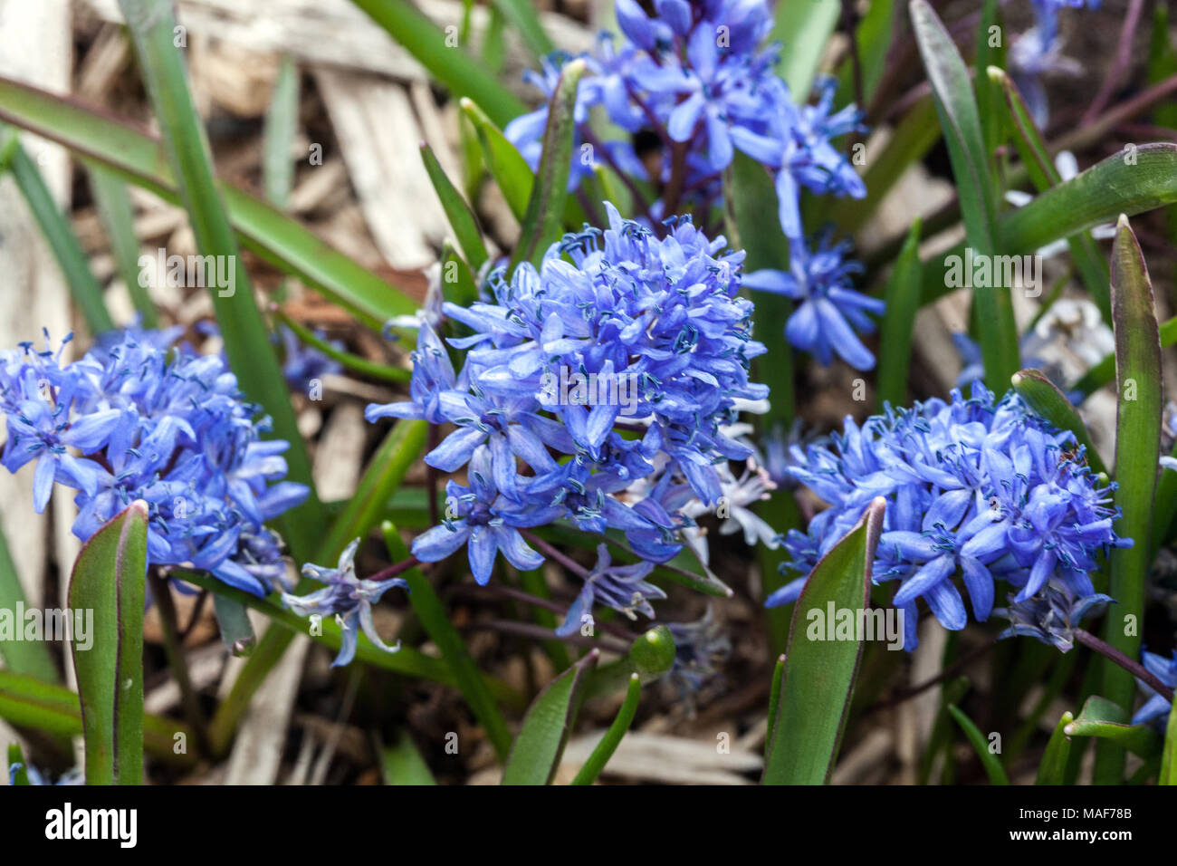 Alpine squill, Scilla bifolia, flowering bulbous plant in early spring Stock Photo