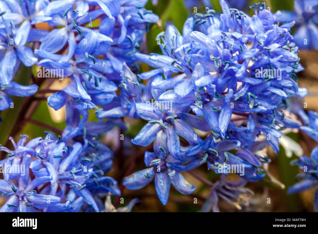 Alpine squill, Scilla bifolia, flowering bulbous plant in early spring Stock Photo