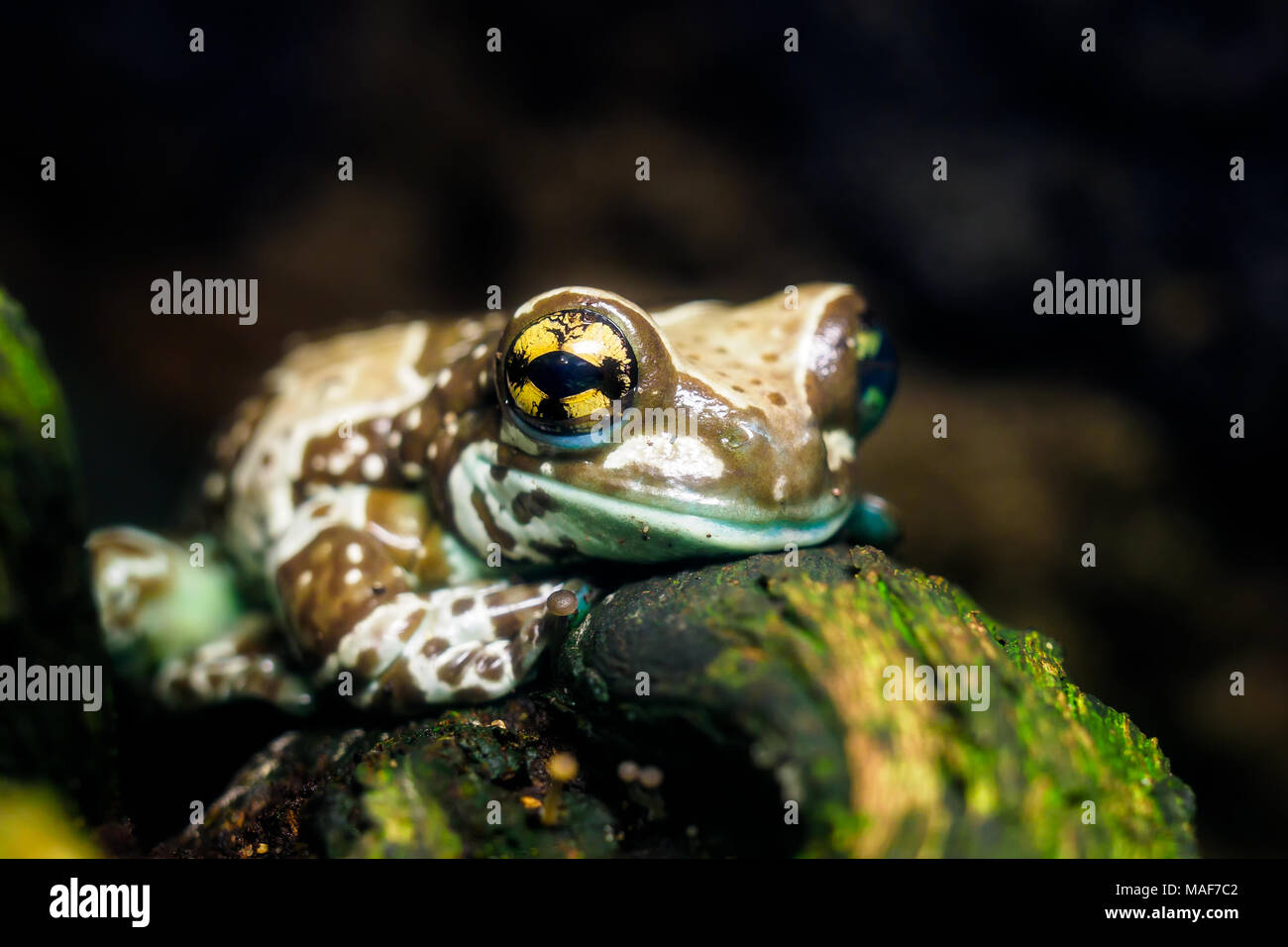 Rainforest terrarium hires stock photography and images Alamy