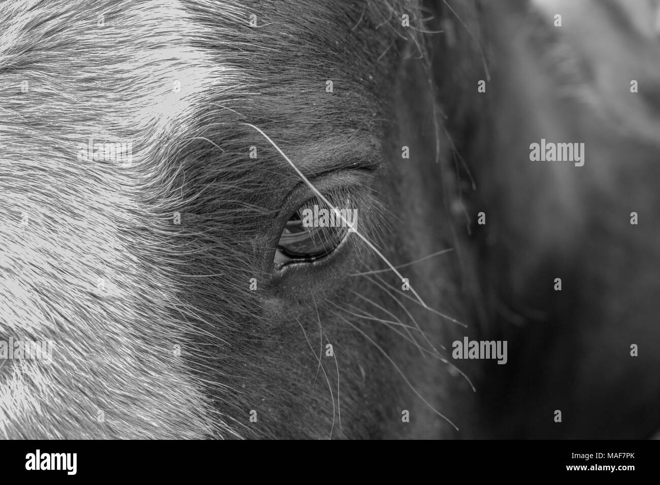 Horse eye black and white Stock Photo