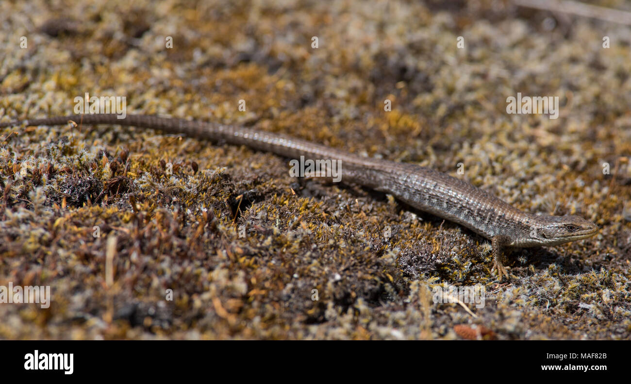 Lizards of bc hires stock photography and images Alamy