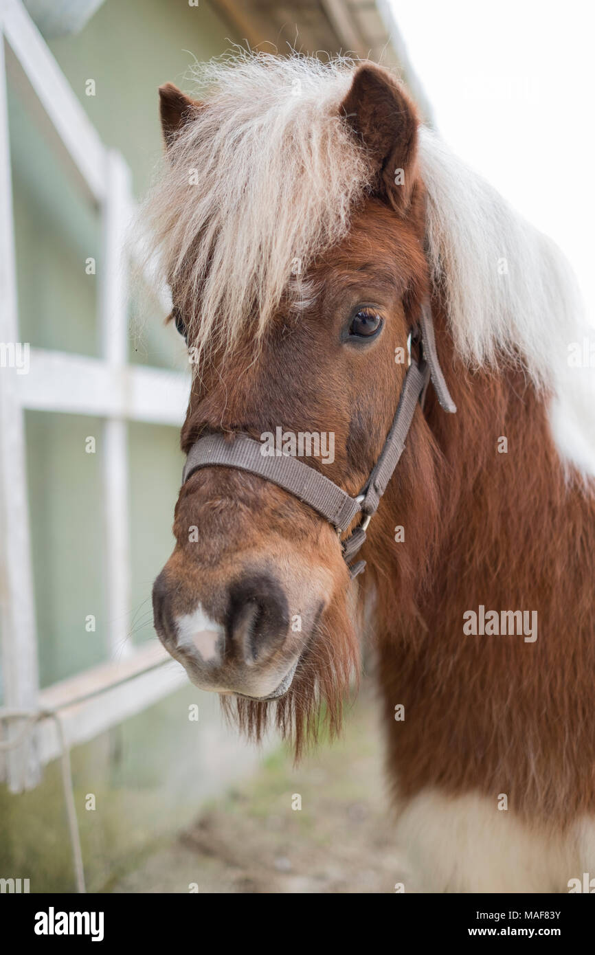 Close Up Portrait of Shetland Pony with blurred background. The happy Shetland Island's Pony was looking at my camera. Stock Photo