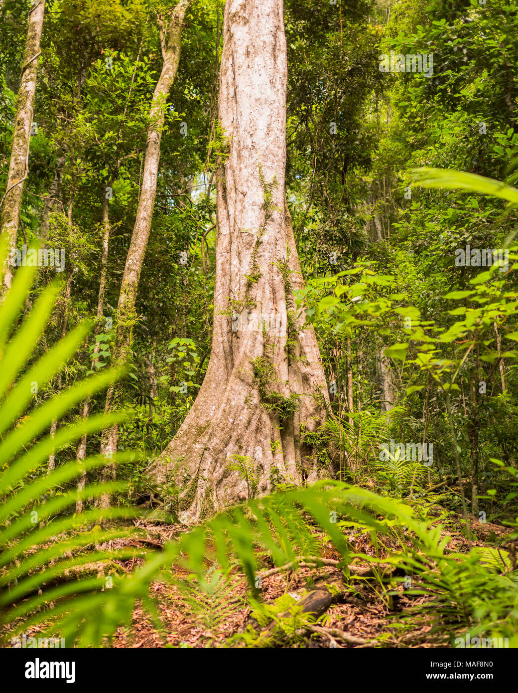 Maiala hiking area in the D'aguilar State Forest near Mount Glorious, Queensland, Australia Stock Photo