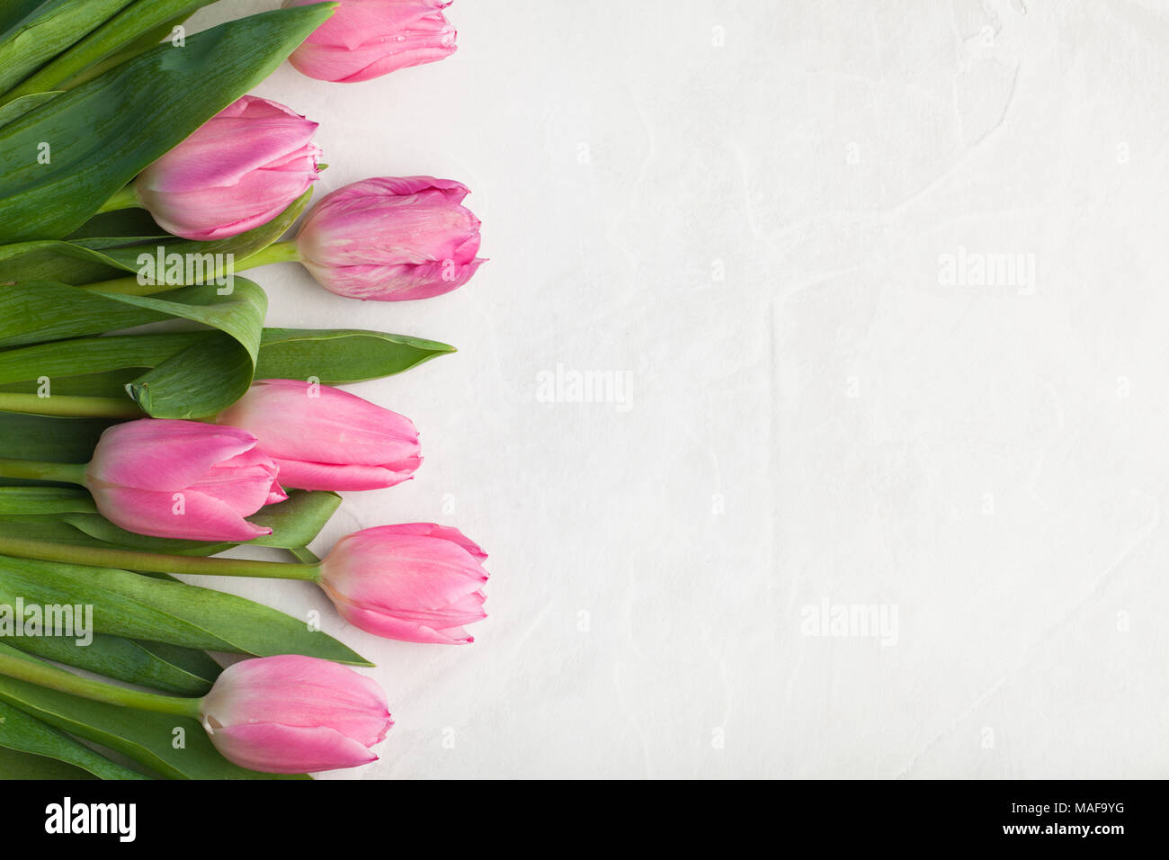 Spring flowers. Pink tulip on white background. Flat lay. Top view with ...