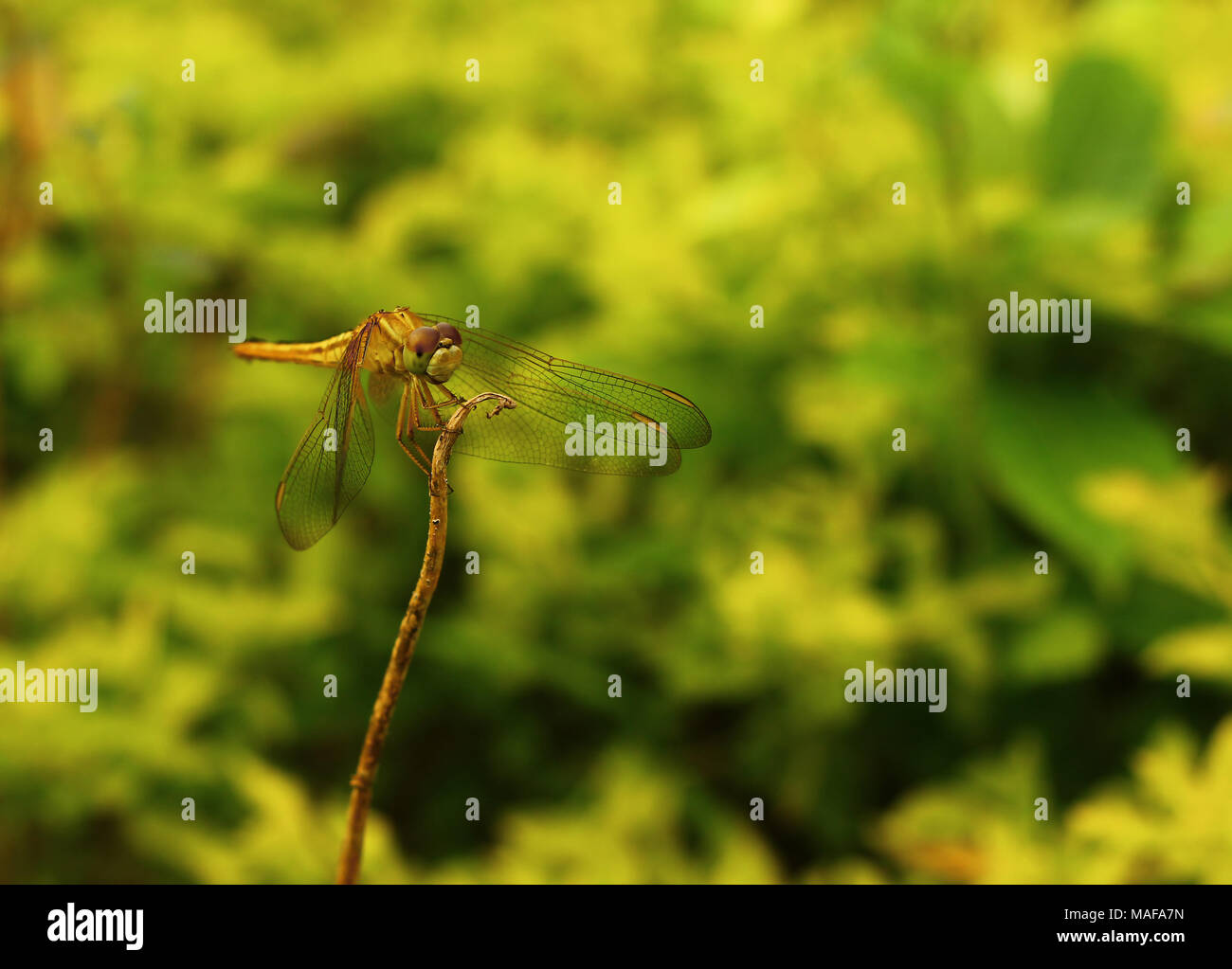 dragonfly on a stick with yellow and green background Stock Photo - Alamy