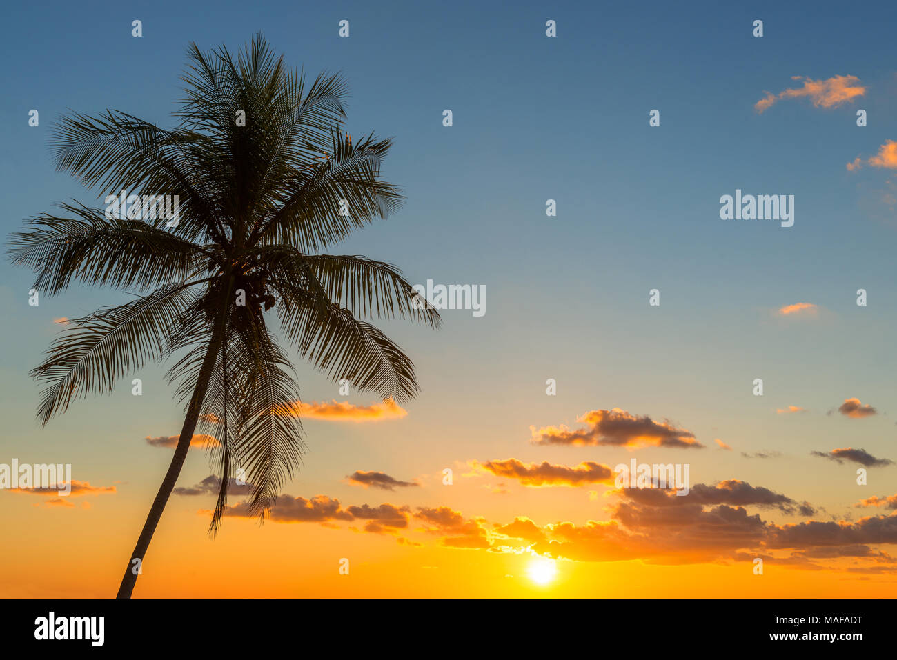 Silhouette of a tropical palm tree at sunset, an expression of travel and tourism, as well as a perfect use for backgrounds and wallpapers. Stock Photo