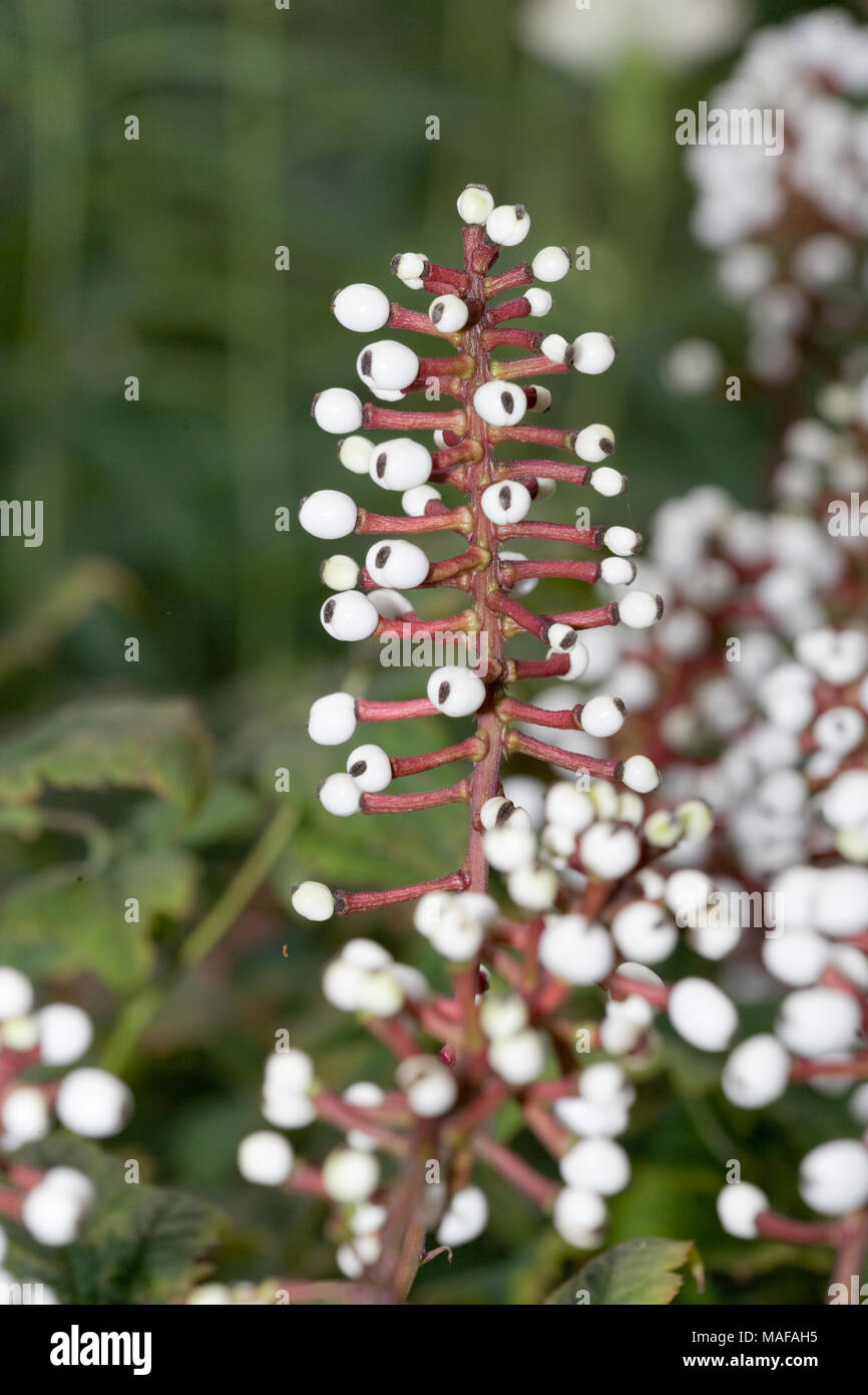 Doll'seyes, Vit trolldruvara (Actaea pachypoda Stock Photo Alamy