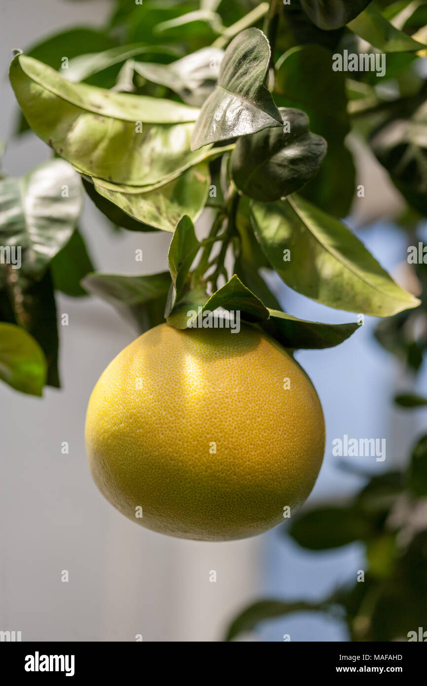 Pomelo, Pompelmus (Citrus maxima) Stock Photo