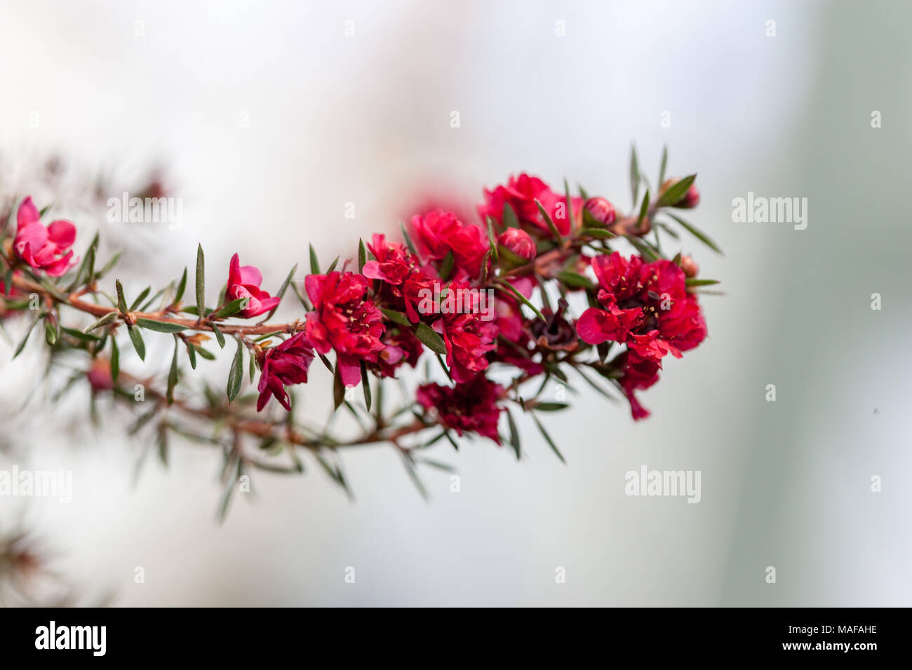 Manuka myrtle, Rosenmyrten (Leptospermum scoparium) Stock Photo