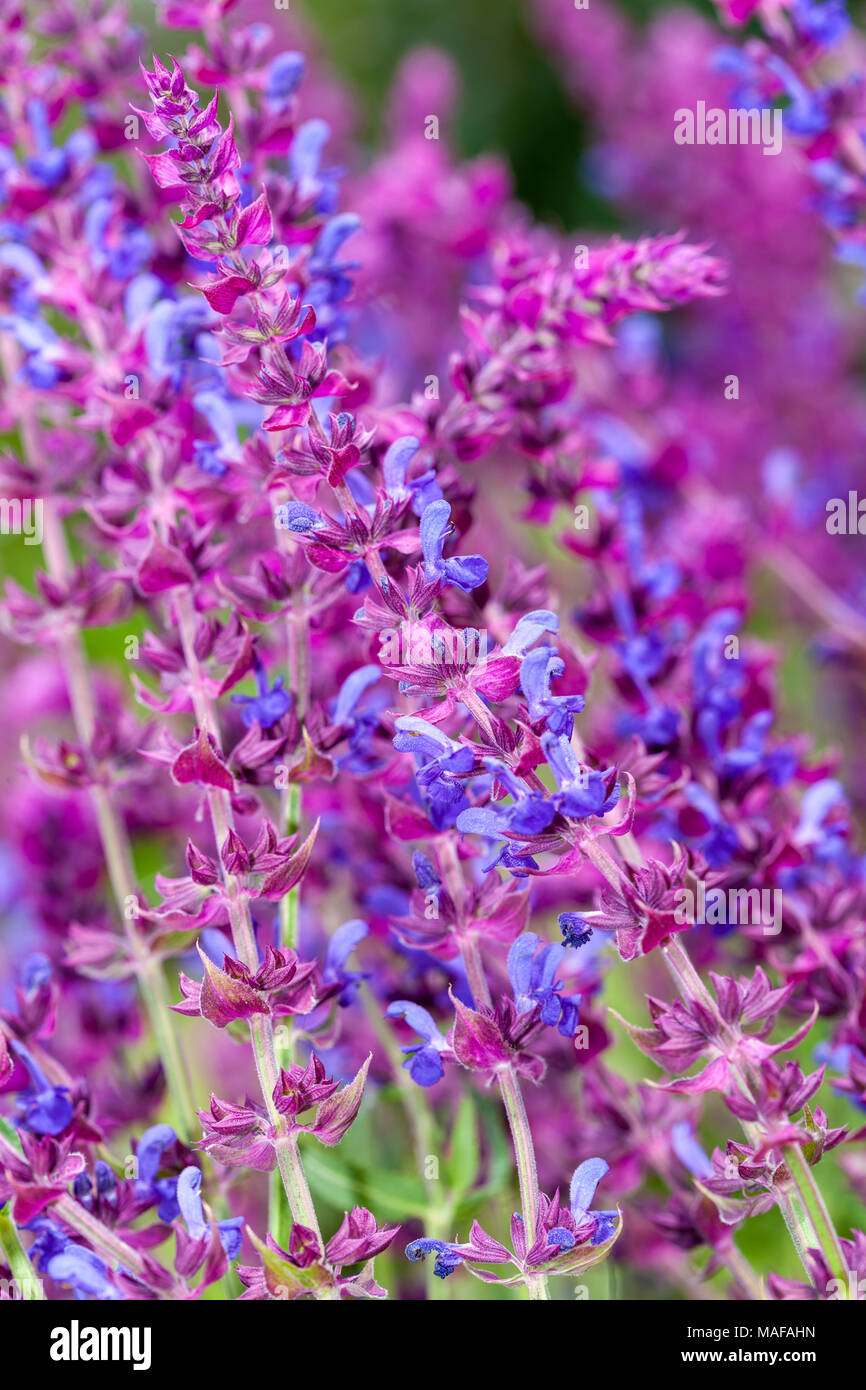 Woodland sage, Stäppsalvia (Salvia nemorosa) Stock Photo