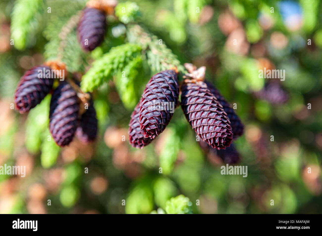 Purple-Coned Spruce, Kinesisk purpurgran (Picea purpurea) Stock Photo