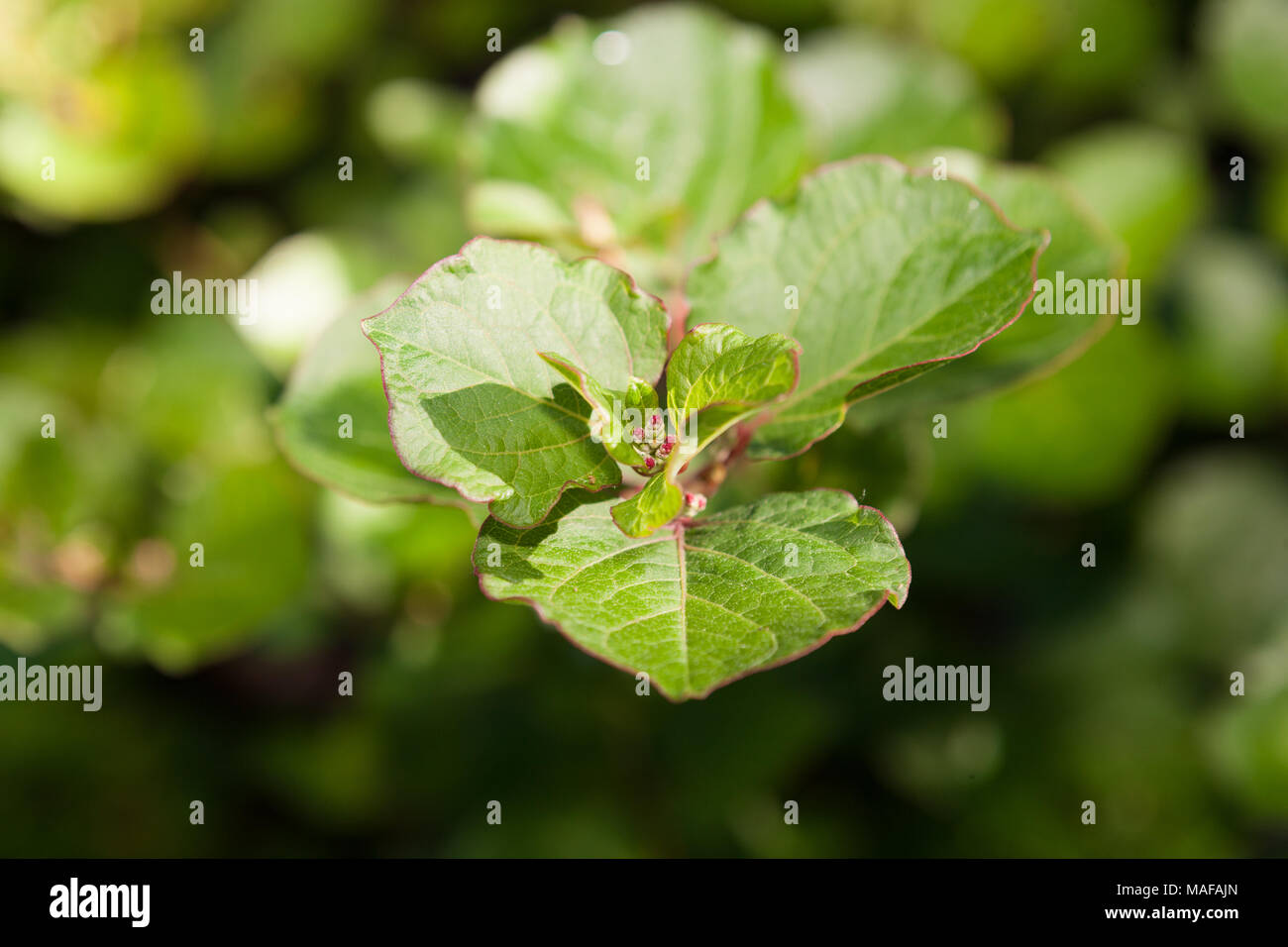 Japanese Knotweed, Parkslide (Fallopia japonica) Stock Photo