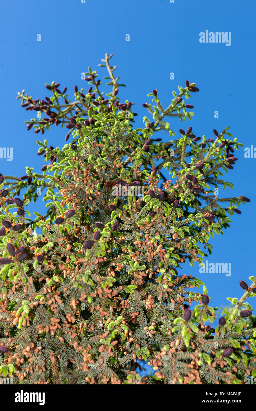 Purple-Coned Spruce, Kinesisk purpurgran (Picea purpurea) Stock Photo