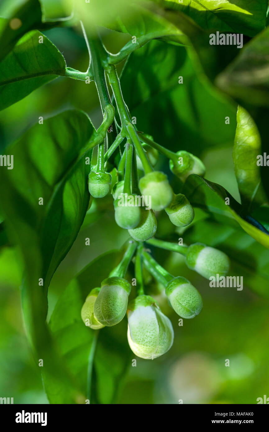 Pomelo, Pompelmus (Citrus maxima) Stock Photo